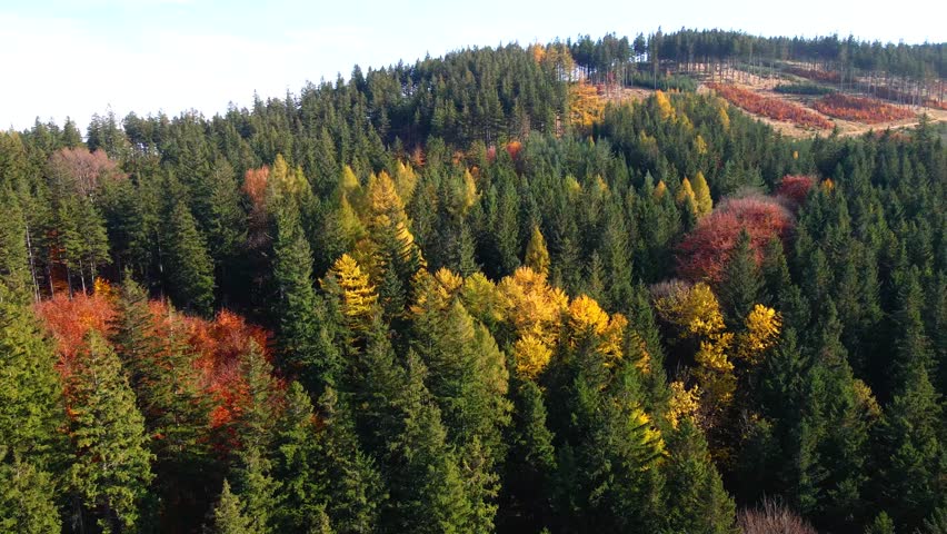 Aerial: Drone Downward Beautyful Shot Of Autumn Trees By Mountains In National Park - Aspen, Colorado
