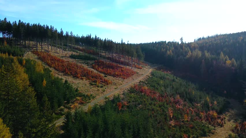 Aerial: Drone Downward Beautyful Shot Of Autumn Trees By Mountains In National Park - Aspen, Colorado