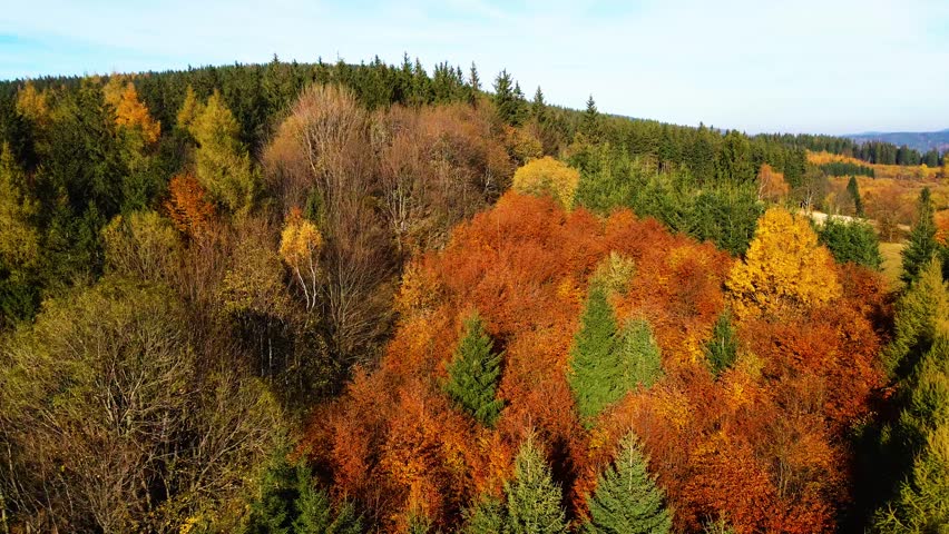 Aerial: Drone Downward Beautyful Shot Of Autumn Trees By Mountains In National Park - Aspen, Colorado