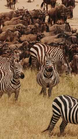 Mass Migration Of Antelopes Wildebeest Roe Deers And Zebras.