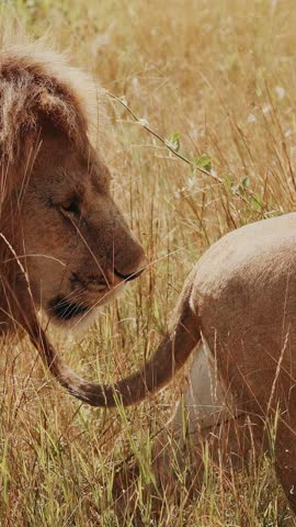 Pair Of lions In Wild. Male With Large Mane And Female Walking On Savannah.