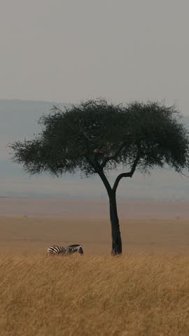 Zebras In Wild Of Africa. Animals Walk In Savannah On Background Of Hills.