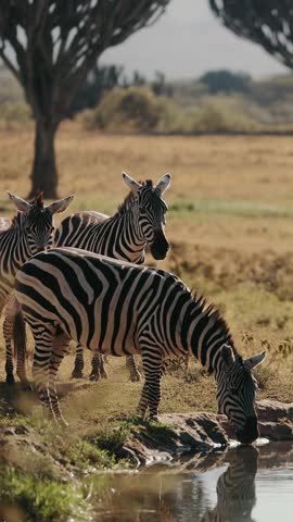 Zebras In Natural Environment. Close Up. Animals Drink Water.