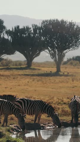 Zebras In Natural Environment. Close Up. Animals Drink Water.