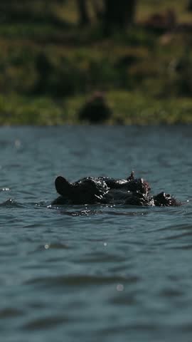 Two Hippos Are Almost Completely Submerged In River.
