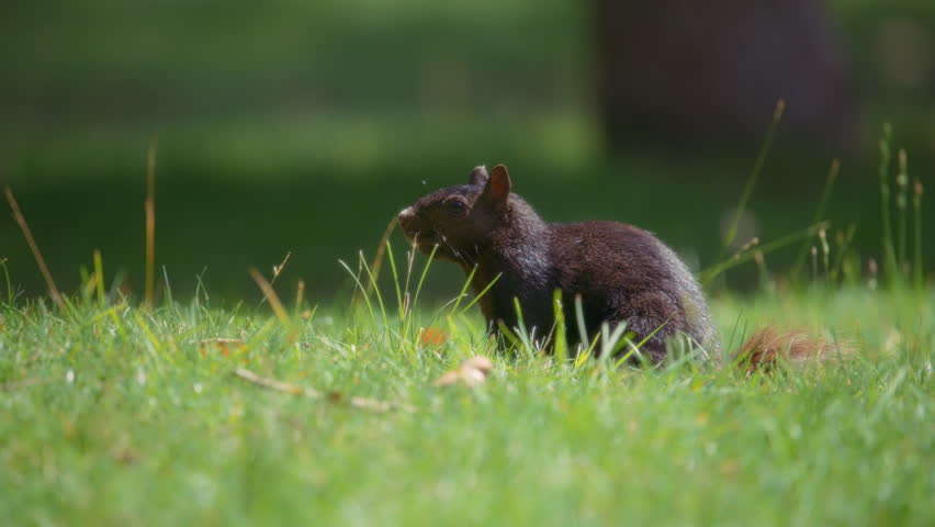 Close up of a small black squirrel sitting in the grass on a sunny day. Slow motion.
