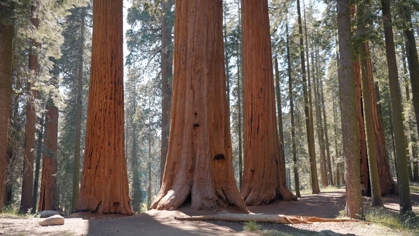 General Sherman Tree - the largest tree on Earth, Giant Sequoia Trees in Sequoia National Park, California, USA. Hiker in Sequoia national park, forest trails, wooden fence hiking Kings River Canyons