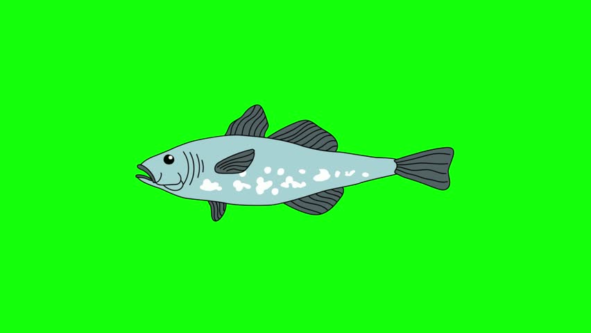 cartoon fish animation video. fish icon video.  