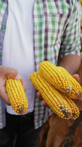 Indian Farmer Holding Freshly Harvested Corn Cobs
