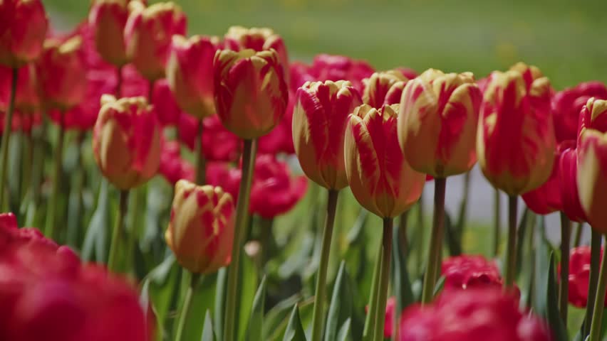 A Sunny Day In Halifax Public Park Brings Out The Beauty Of Red Tulips. The Blooming Flowers Create A Peaceful And Vibrant Atmosphere In Nova Scotia Spring.