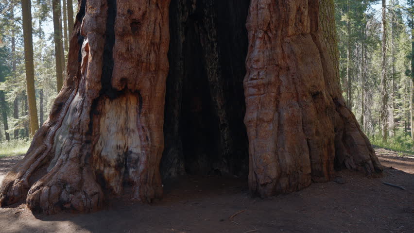 male traveler rests after hiking near a huge sequoia trunk in sequoia park. Hiker man in Sequoia National Park. Traveler male looking at giant sequoia tree, California, USA. man in front of huge tree