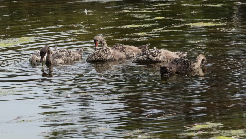 Australian Black Swan Cygnets feeding
