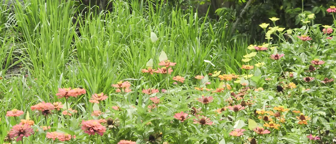 Catopsilia pomona, common emigrant or lemon emigrant, is a medium-sized pierid butterfly that flies and alights on paper flowers