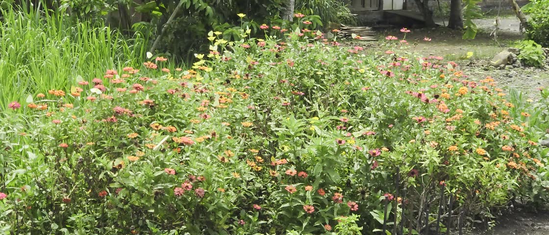 Catopsilia pomona, common emigrant or lemon emigrant, is a medium-sized pierid butterfly that flies and alights on paper flowers