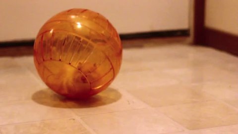 Hamster running in ball across floor