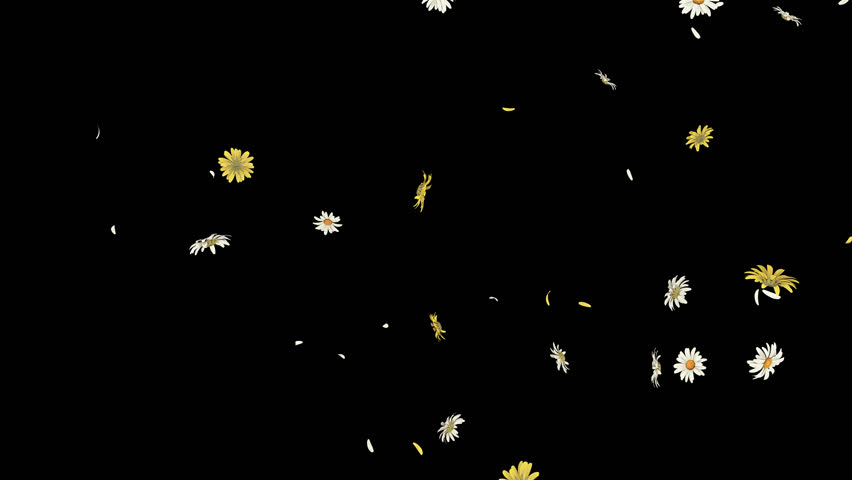 Daisy Flower Falling on Alpha Channel. 3D rendering. Daisy flower falling with alpha channel you can place on footage or background and easier to change colour.
