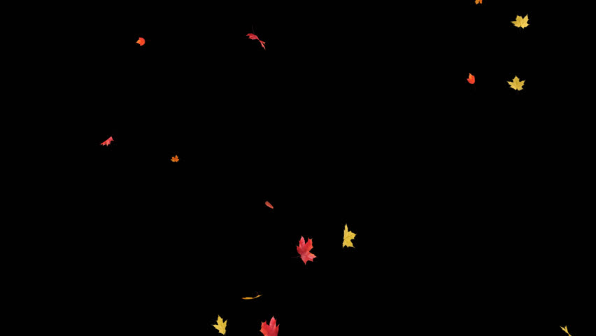 Maple Leaves Falling on Alpha Channel. 3D rendering. Maple leaves falling with alpha channel you can place on footage or background and easier to change colour.
