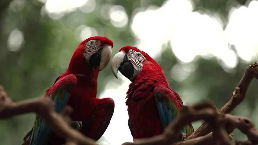 Exotic Scarlet macaw (ARA parrot) - in the wilds, close-up detail