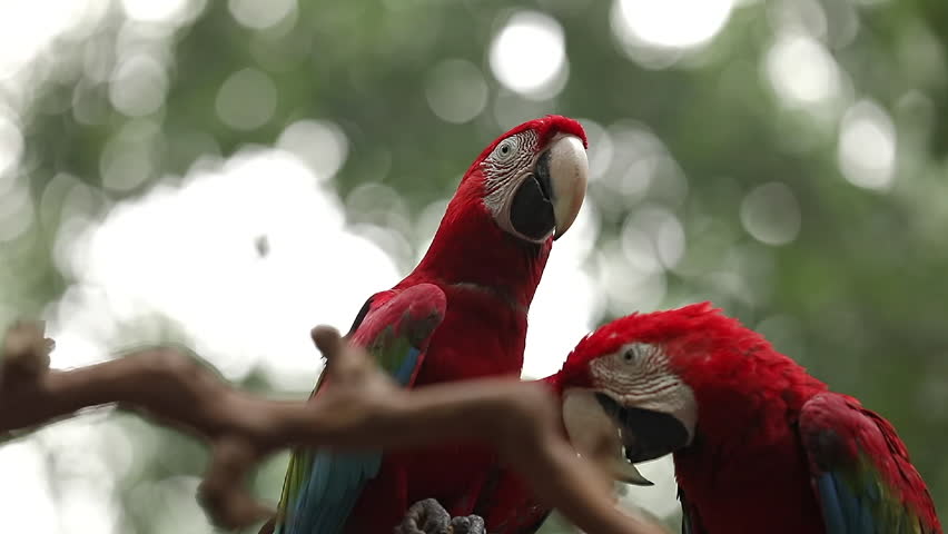 Exotic Scarlet macaw (ARA parrot) - in the wilds, close-up detail