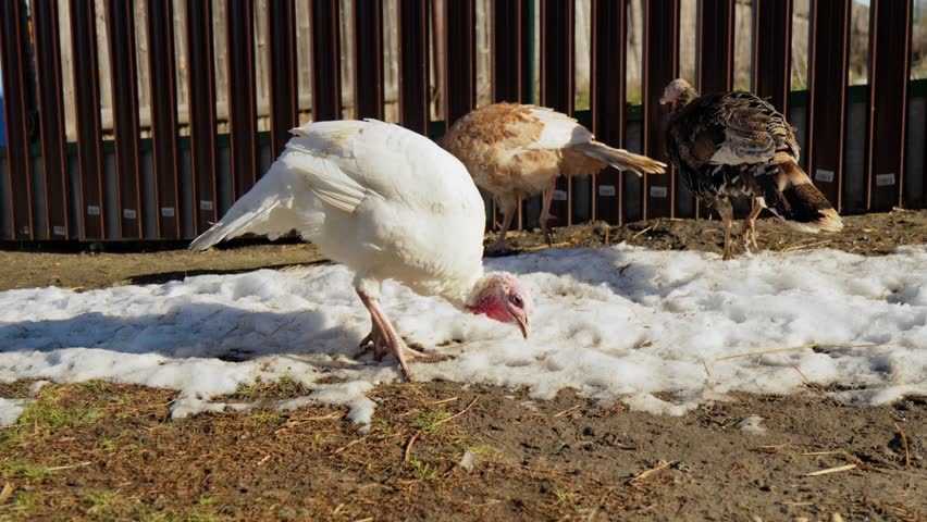 Turkey wanders curiously through the snowy farmyard as winter settles in, blending with its rustic surroundings