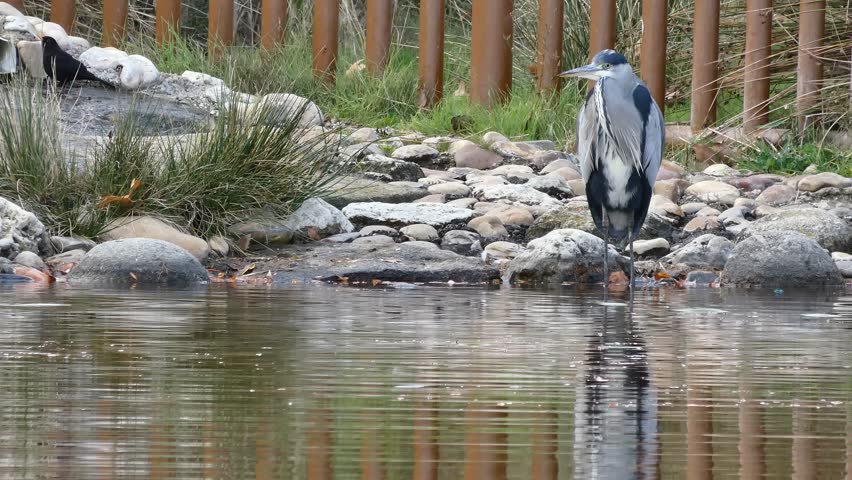 Grey heron Ardea cinerea a species of large water bird from the heron family Ardeidae Inhabits Europe, Asia and Africa
