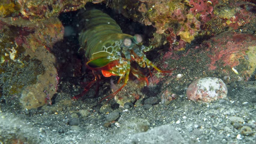 The shrimp found a mollusk in a shell, brought it to its hole and tries to break its shell by hitting it. Peacock mantis shrimp (Odontodactylus scyllarus) 18 cm. ID: dark spots on the carapace.