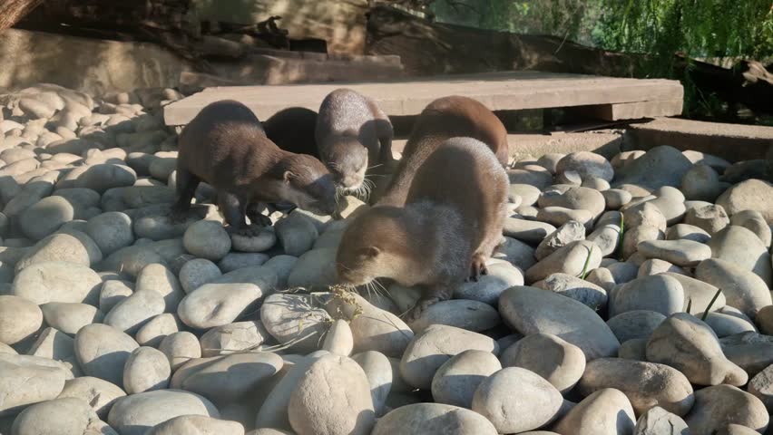 Group of otters walking on rocks
