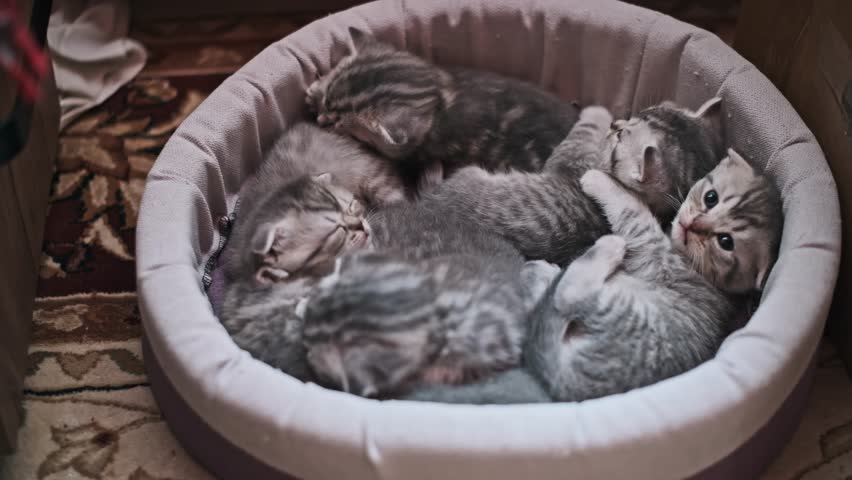 A high-angle shot captures a group of adorable Scottish Fold and Scottish Straight kittens nestled together, sleeping peacefully in a comfortable, round pet bed.