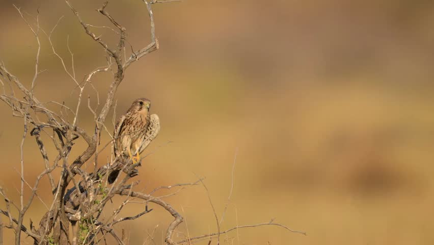 A stunning close-up of a kestrel perched on a gnarled, dried-out branch against a soft, golden-toned background.