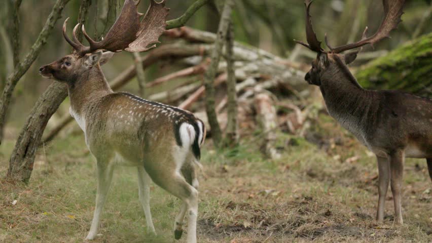 Close up shot of two red deer bucks fighting each other with their large antlers during rutting season