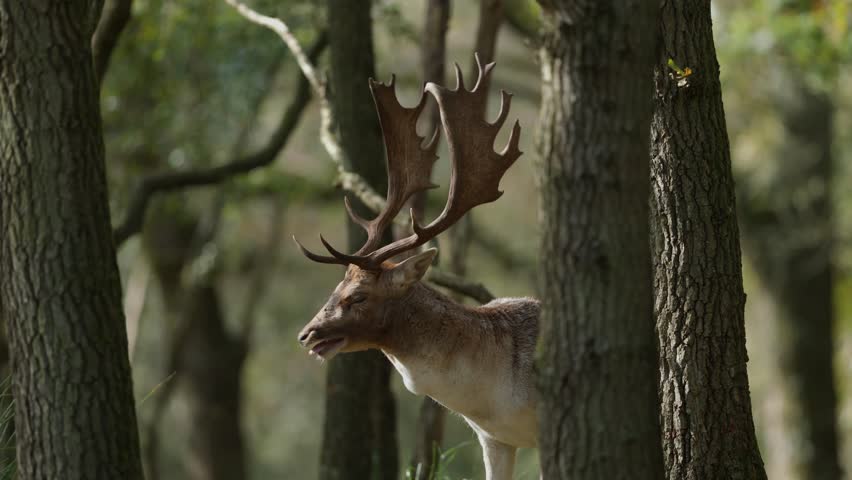 Close up of a large red deer buck deep in a thick forest with a large rack of antlers making multiple calls for a mate