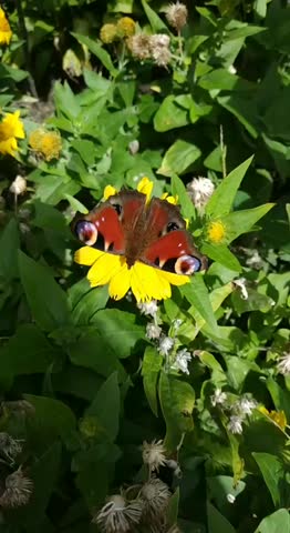 A butterfly sits on a flower and flaps its wings. Butterfly on a flower.