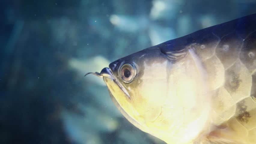 Detailed close-up of an elegant Arowana swimming gracefully in an aquarium. Captures the beauty of this tropical freshwater species in a serene underwater habitat
at Aquaria KLCC kuala lumpur malaysia