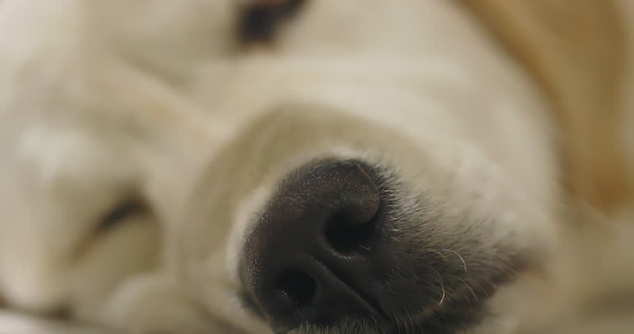 Portrait of a cute golden retriever lying on the floor