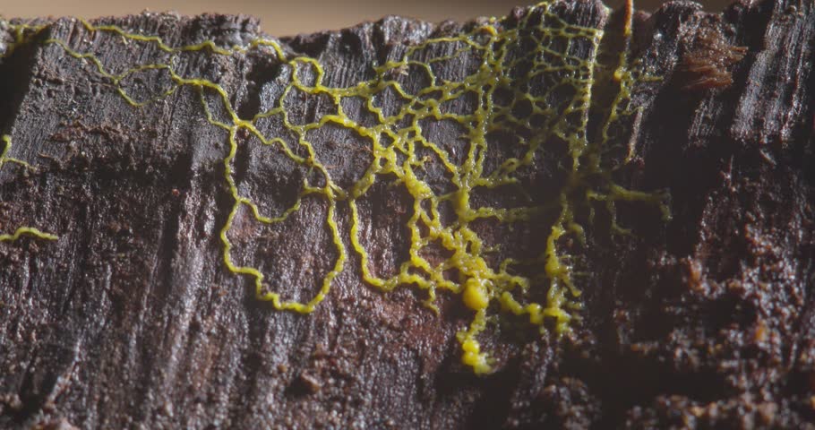 Yellow slime mold plasmodium pulsating motion over rotten piece of tree