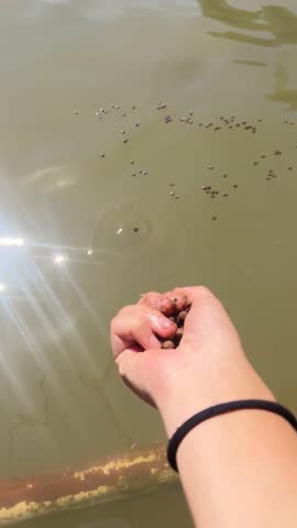 Feeding fish in river, many fish eating food, relaxing for tourist travel to feed and lookin fish, 