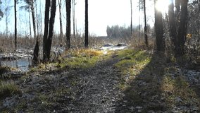 Footage of a sunny early winter or spring forest with some snow on the ground that is melting. Melting snow is also dripping from the trees to the muddy ground and road. Sun is shining through trees. - Powered by Shutterstock - Get 15% off with code: PIKWIZARD15