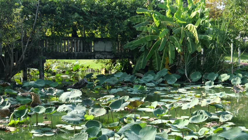 Pedestrian bridge in city park