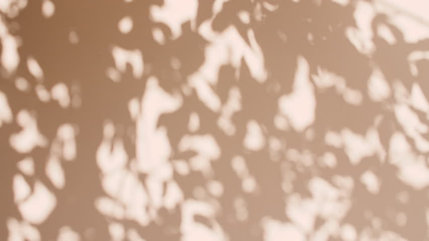 Transparent soft light and shadows from branches, plant, foliage and leaves. Sun and shadows. Gray shadow of the leaves on a wall. Space for text. Product presentation, mockup for advertising. 