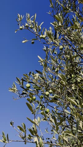 Olive Tree Branches Filled With Green Olives Under a Bright Blue Sky in a Sunny Location