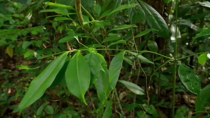 Close up of Carnivorous Pitcher Plant or Monkey cups in Rainforest Jungle. Carnivorous Plant Lures In and Eats Insects Hangs from Vines, Borneo, Malaysia.
