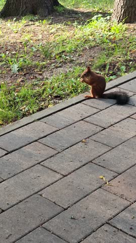 Squirrel nuts close-up. A funny brown animal sits on the ground and eats hazelnuts. Shooting a close-up portrait. Cute little animals live in the park. The concept of caring, kindness and help