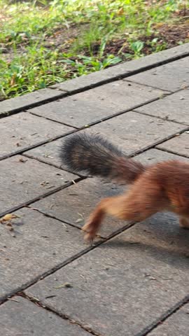 Squirrel looks at the camera in close-up. A very agile brown squirrel begs nuts from people in the park. A cute wild animal in the city. A timid animal runs away from people. Funny little animal
