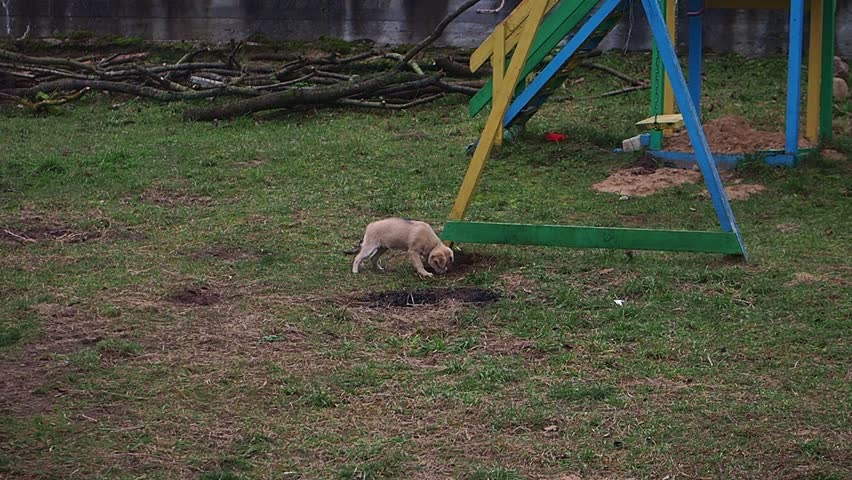funny puppy running playing in the yard of the house