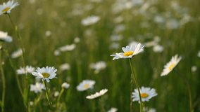 Daisies sunlight cobwebs. Beautiful white daisies close-up at sunset. Evening natural golden blurred background. The concept of fragility and tenderness of wildflowers. Summer warm natural background - Powered by Shutterstock - Get 15% off with code: PIKWIZARD15