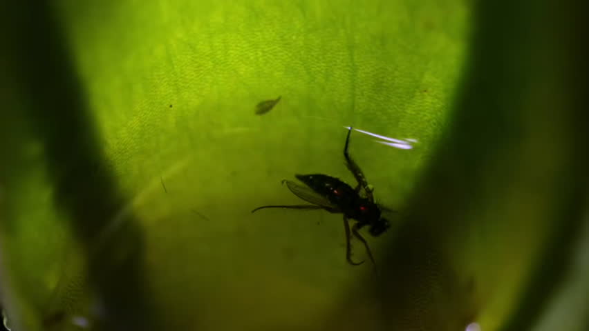 Close up of Insect is tempted by the sweet nectar of the carnivorous pitcher plant, Borneo, Malaysia.