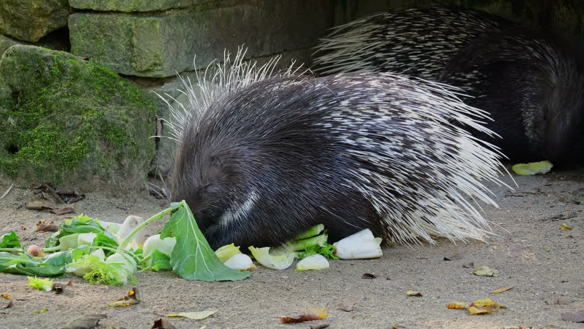 The Indian crested Porcupine, Hystrix indica or Indian porcupine is a large species of hystricomorph rodent belonging to the Old World porcupine family, Hystricidae