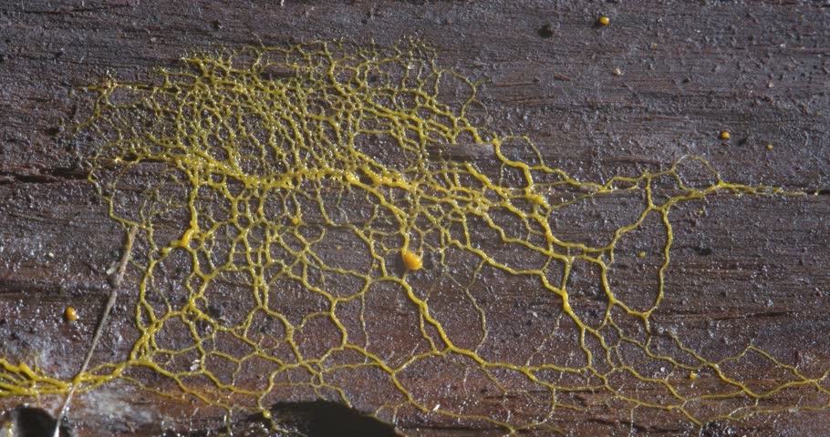 Yellow slime mold plasmodium pulsating motion over rotten piece of tree