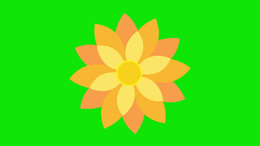 Cartoon Animated yellow color Flower Bloom and Illustrated Blooming Animation on Green Screen, featuring a Key Color Effect for Video Editing, 4K video