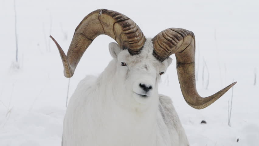 Horned Dall Sheep Or Thinhorn Sheep With Snowscape Background. Close-up Shot